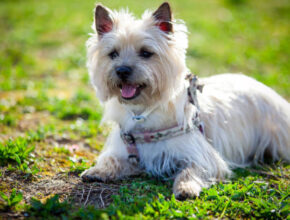 A light-colored Cairn Terrier dog lying on green grass, wearing a floral harness, with its mouth open and tongue out, enjoying a sunny day outdoors.