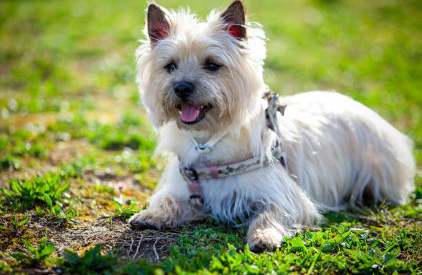A light-colored Cairn Terrier dog lying on green grass, wearing a floral harness, with its mouth open and tongue out, enjoying a sunny day outdoors.