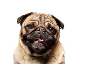 "A small, sturdy Pug with a wrinkled face, curled tail, and short muzzle sitting indoors, known for its affectionate and playful personality."