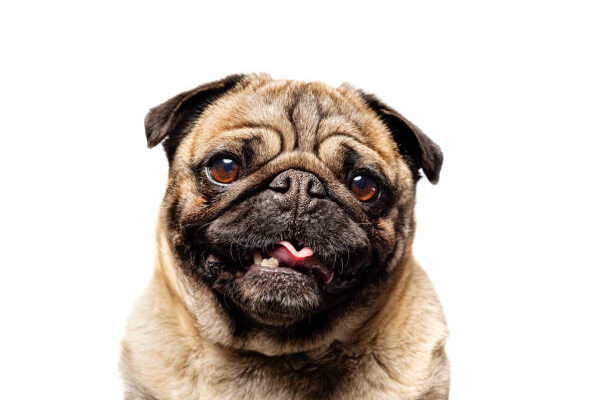 "A small, sturdy Pug with a wrinkled face, curled tail, and short muzzle sitting indoors, known for its affectionate and playful personality."