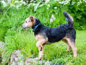 Lakeland Terrier standing alert on grass with one front paw raised, wearing a blue collar, surrounded by lush greenery and blooming flowers.