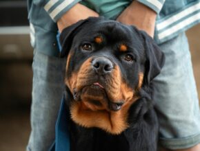 Rottweiler dog lying on a hardwood floor in a hallway, looking alert and relaxed with a calm expression and distinctive black and tan markings.
