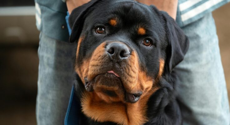 Rottweiler dog lying on a hardwood floor in a hallway, looking alert and relaxed with a calm expression and distinctive black and tan markings.