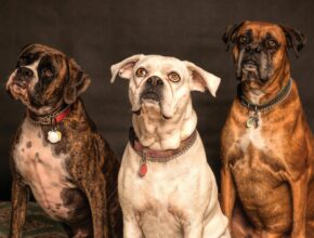 A muscular Boxer dog with a glossy fawn and white coat gazes upward with a gentle, inquisitive look, showcasing its strong build and expressive face.