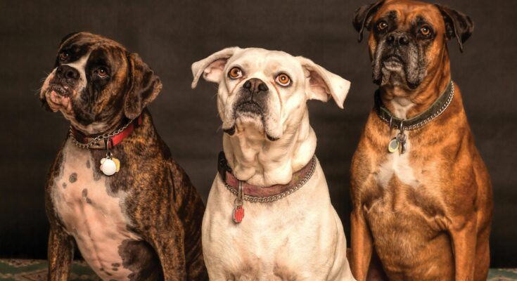 A muscular Boxer dog with a glossy fawn and white coat gazes upward with a gentle, inquisitive look, showcasing its strong build and expressive face.