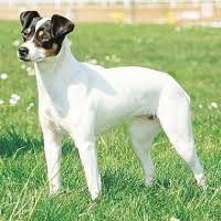 "Andalusian Terrier standing alert in a grassy field, showcasing a smooth white coat with black and tan markings on the head."