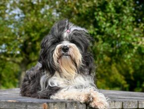 Tibetan Terrier with long, wavy black and white fur lying on a wooden picnic table outdoors, surrounded by green trees on a sunny day.