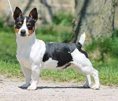 Adult Teddy Roosevelt Terrier standing alert on a dirt path, showing a muscular build with black, white, and tan markings, against a grassy background.