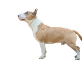 "Close-up of a Bull and Terrier’s short, smooth coat and strong build"