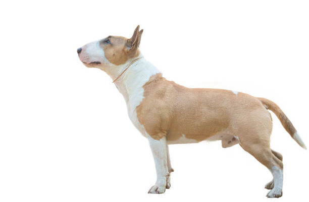 "Close-up of a Bull and Terrier’s short, smooth coat and strong build"