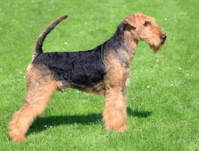A Welsh Terrier standing alert on green grass, showcasing its distinctive wiry black and tan coat, square build, and bushy eyebrows and beard.