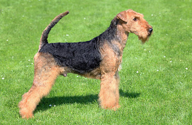 A Welsh Terrier standing alert on green grass, showcasing its distinctive wiry black and tan coat, square build, and bushy eyebrows and beard.
