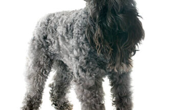 "Kerry Blue Terrier dog standing on white background, showing its curly blue-gray coat and distinctive bearded face."