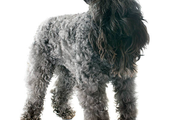 "Kerry Blue Terrier dog standing on white background, showing its curly blue-gray coat and distinctive bearded face."