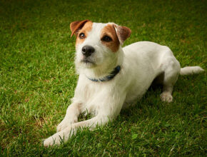 Parson Russell Terrier standing on a grassy field, showcasing its athletic build, predominantly white coat with black and tan markings, and alert expression. Its perky ears are upright, and its tail is held high, indicating the breed’s energetic and confident nature