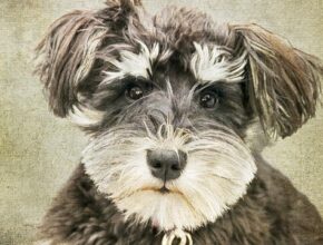 dog with a distinctive wiry coat, bushy eyebrows, and beard, known for its alert and intelligent expression