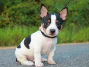 Teddy Roosevelt Terrier puppy with black and white fur sitting on a paved road, wearing a black collar, with green foliage in the background.