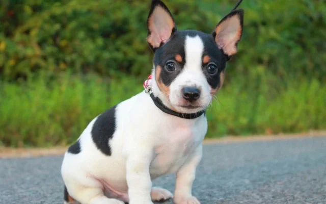 Teddy Roosevelt Terrier puppy with black and white fur sitting on a paved road, wearing a black collar, with green foliage in the background.