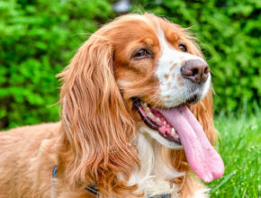 The Cocker Spaniel is a happy dog sporting an extended pink tongue, panting outside on grass that is green, displaying its soft, reddish-brown white coat that has long and floppy ears.
