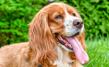 The Cocker Spaniel is a happy dog sporting an extended pink tongue, panting outside on grass that is green, displaying its soft, reddish-brown white coat that has long and floppy ears.